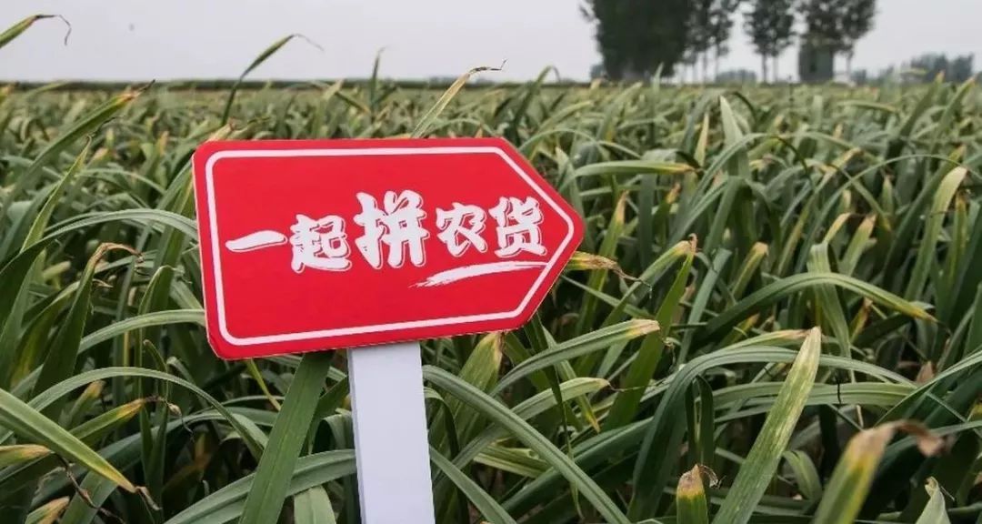大蒜最新价格，市场动态与影响因素深度剖析大蒜最新价格国际大蒜网