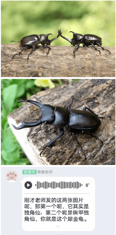 探索天牛3D图库与红五图的奇妙世界，汇总解析天牛3d图库红五图库汇总160期