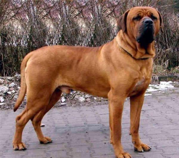 藏獒论坛，探索中国古老犬种的文化与交流平台藏獒帖吧