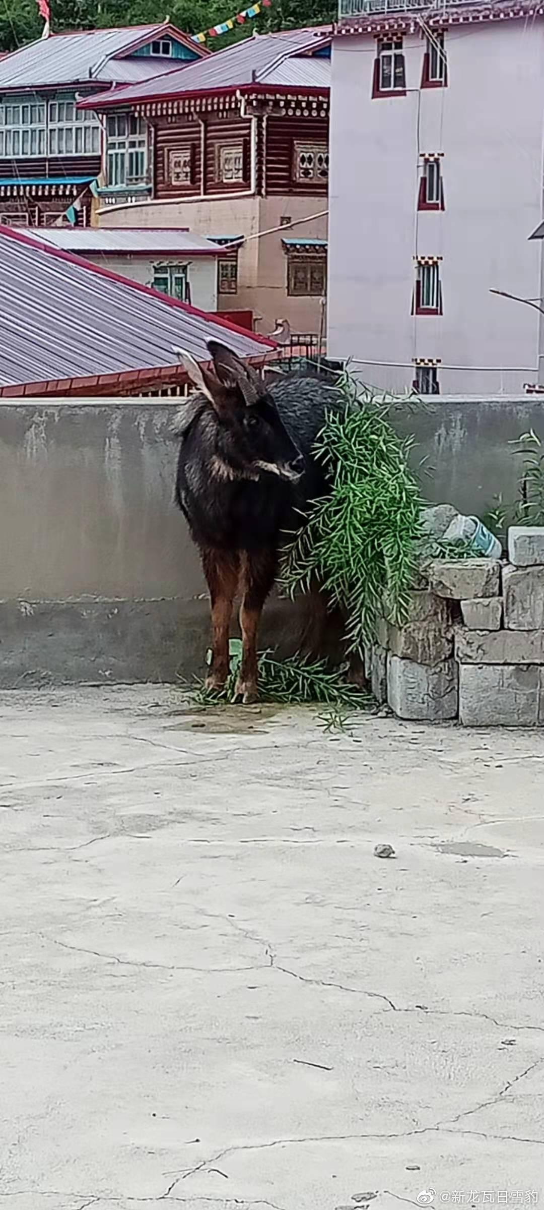 今晚四不像生肖图，神秘与趣味的完美融合今晚四不像生肖图正版四不像