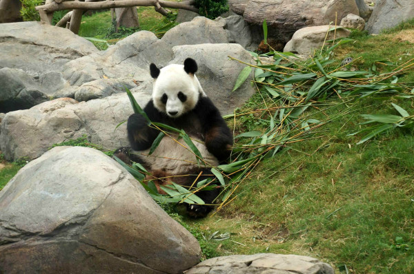 澳门四不像图正版资料大全，揭秘与下载指南澳门四不像图正版资料大全下载图片