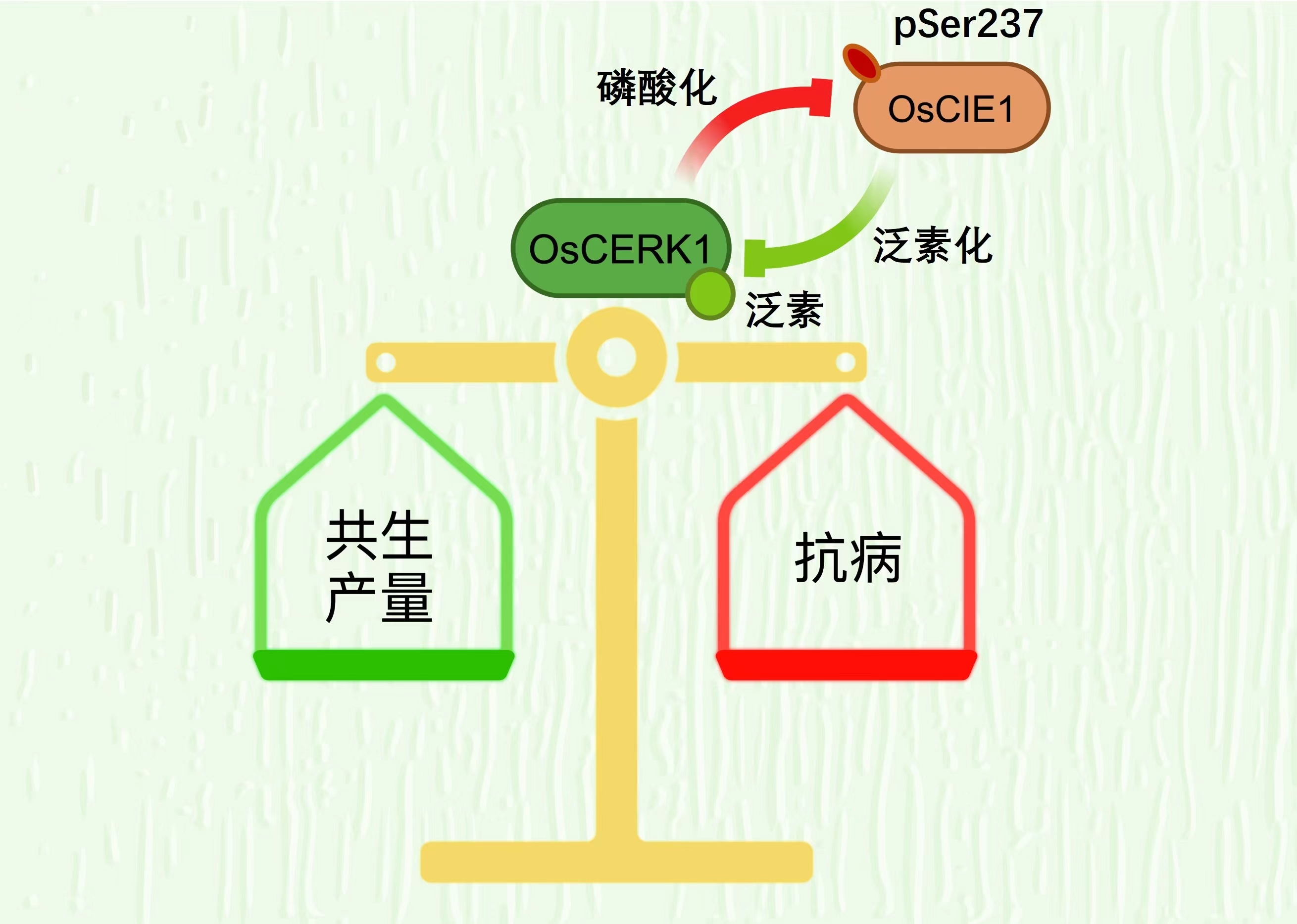 揭秘三肖选一，精准预测的背后