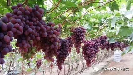 澳门新葡萄·京83玩法全解析，解锁娱乐与策略的双重盛宴