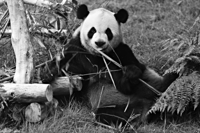 澳门四不像图正版资料大全下载，揭秘与警示澳门四不像图正版资料大全下载图片